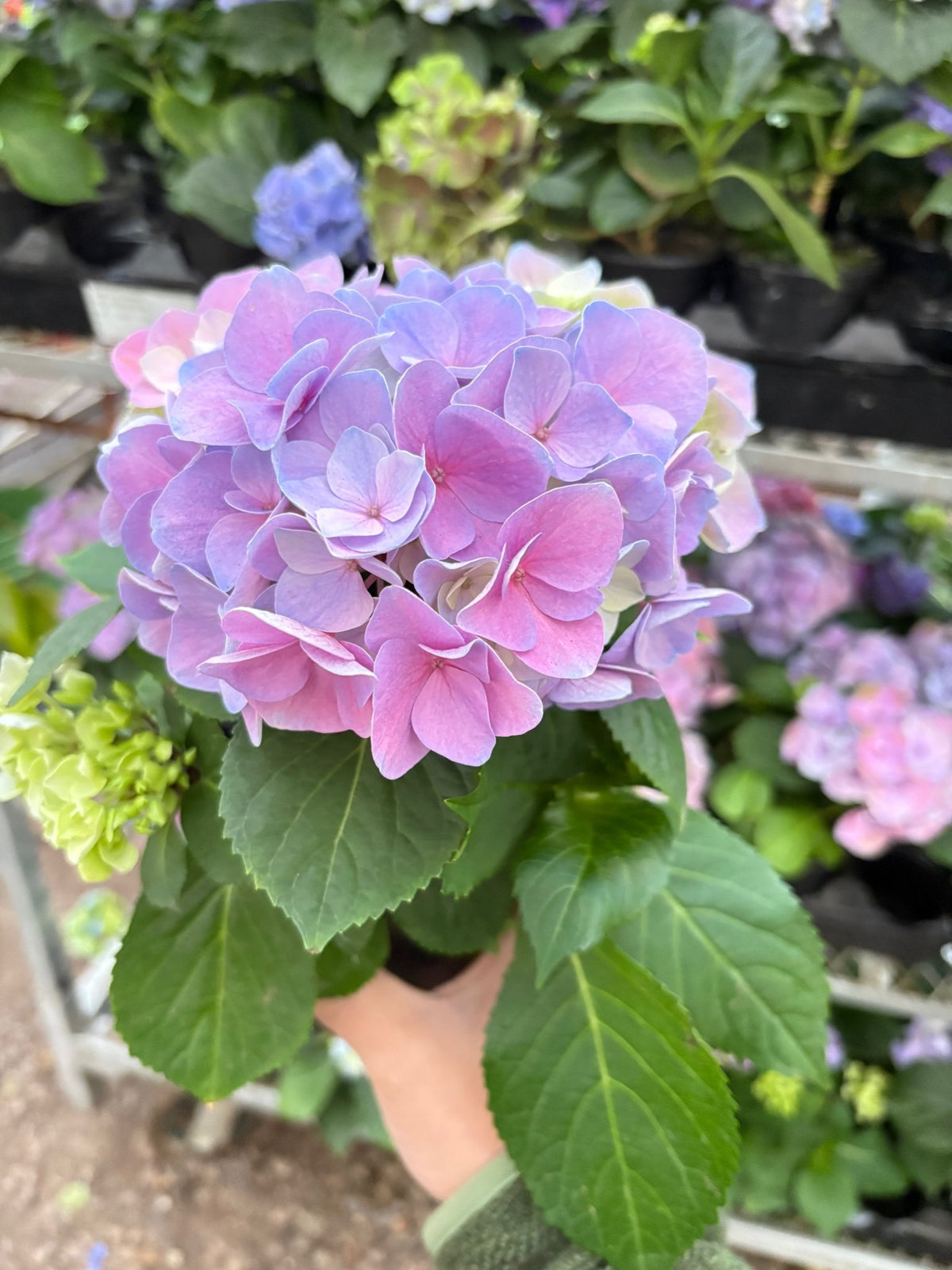Purple Hydrangea - BetterGrow Hydro