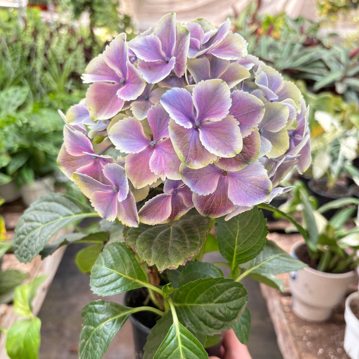 Purple Hydrangea - BetterGrow Hydro