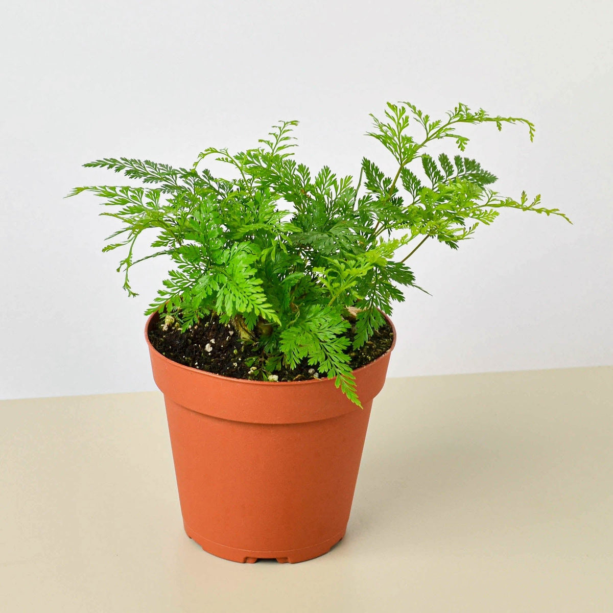 Rabbit's Foot Fern - BetterGrow Hydro