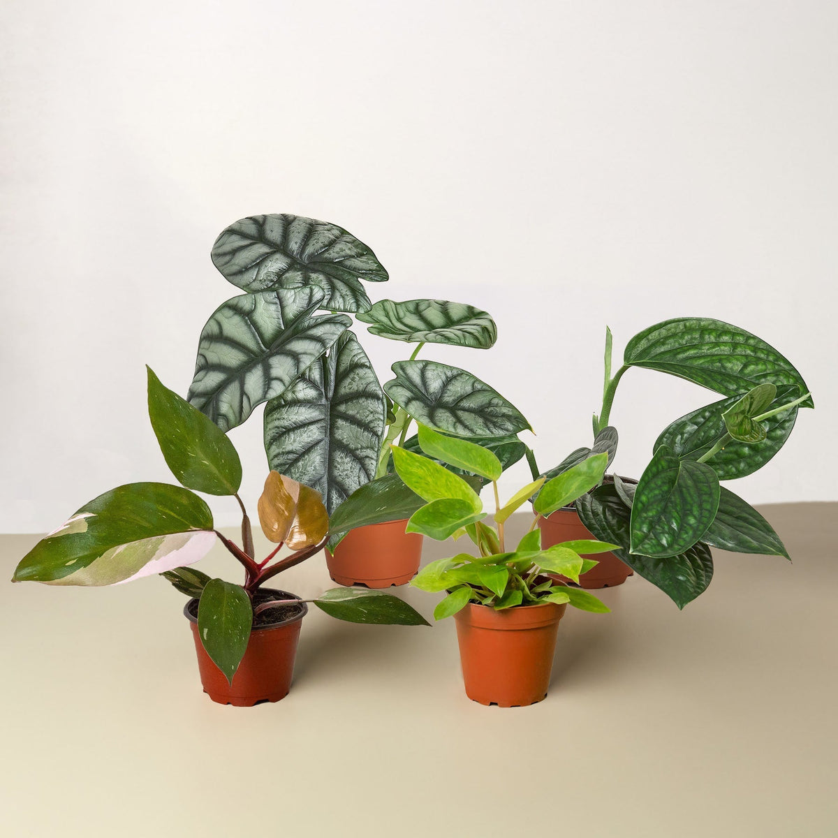 Rare Plant Bundle - BetterGrow Hydro