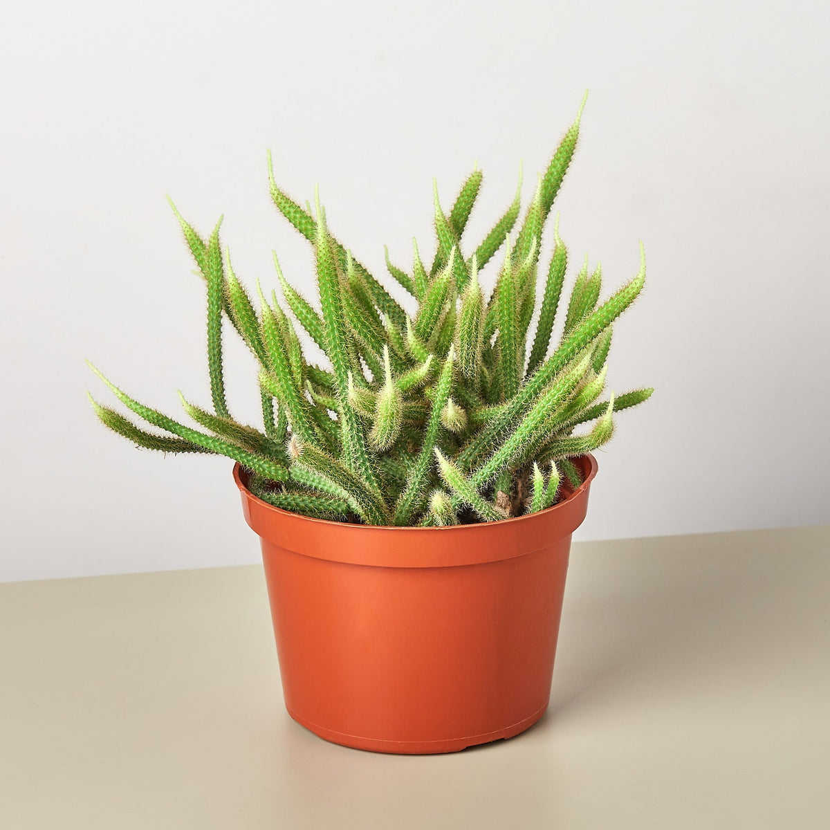 Rat Tail Cactus - BetterGrow Hydro