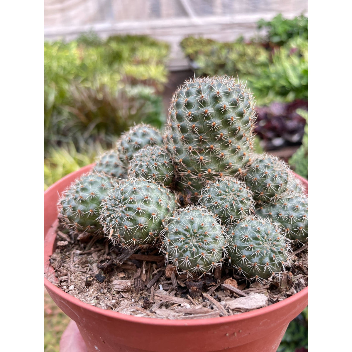 Rebutia Deminuta Sanguinea Cactus - BetterGrow Hydro