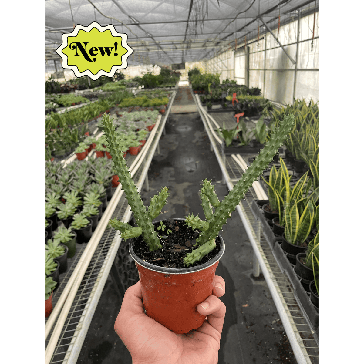 Red Dragon Flower (Huernia schneideriana) - BetterGrow Hydro