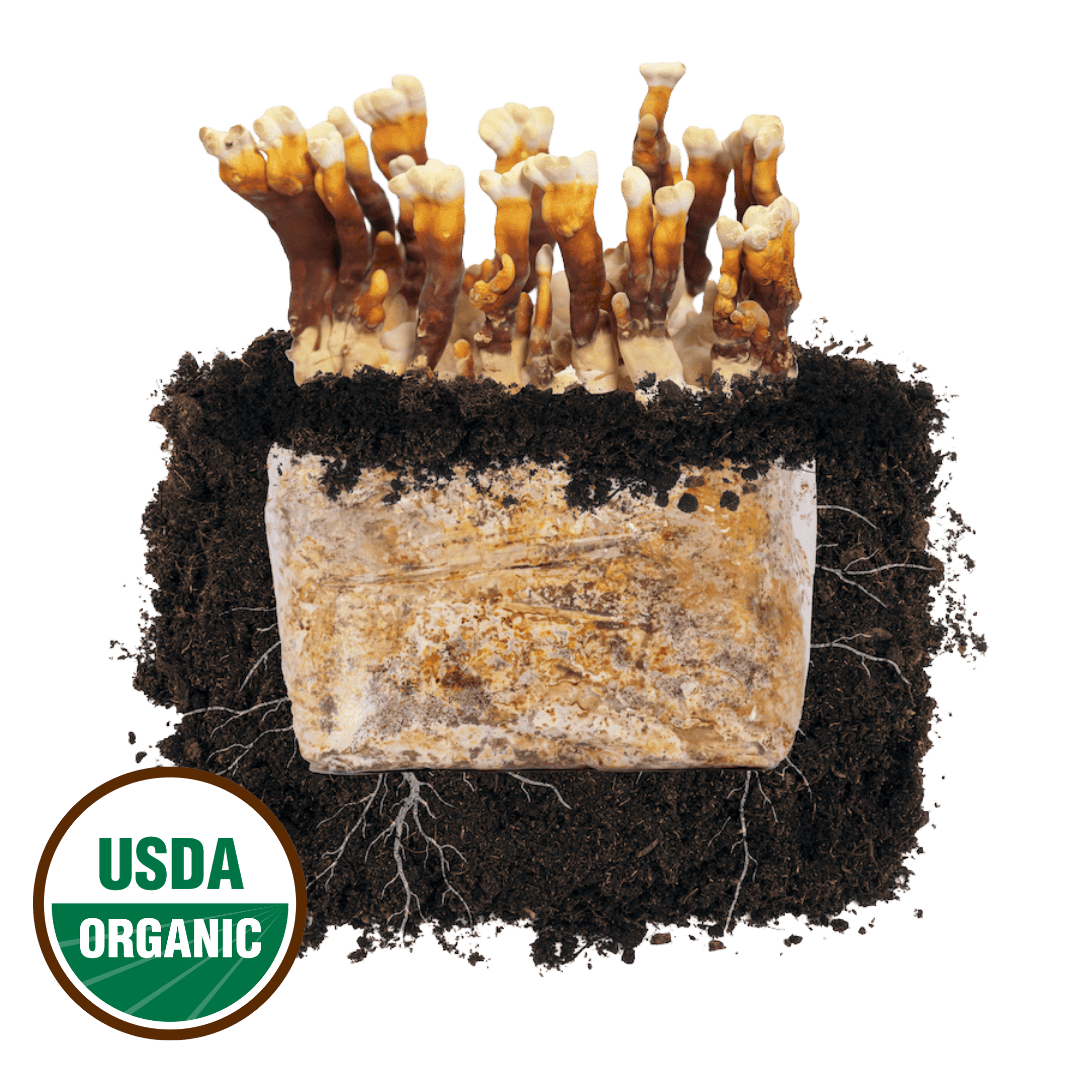 Reishi 'Plant & Grow' Mushroom Starter Block - BetterGrow Hydro
