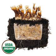 Reishi 'Plant & Grow' Mushroom Starter Block - BetterGrow Hydro