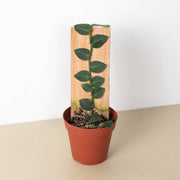 Rhaphidophora 'Hayi' (Shingle Plant) - BetterGrow Hydro