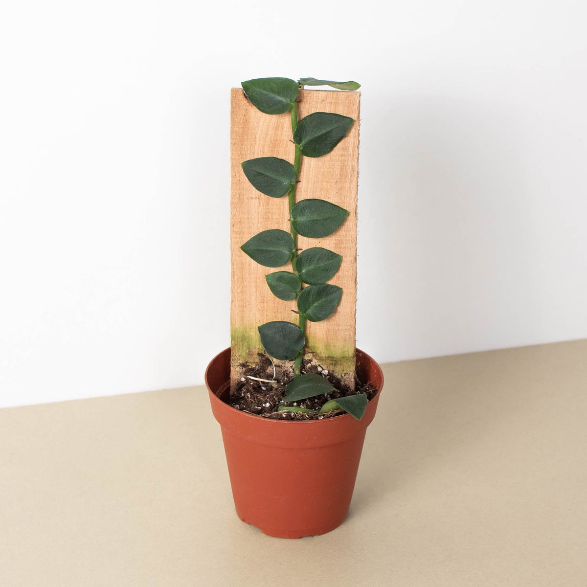 Rhaphidophora 'Hayi' (Shingle Plant) - BetterGrow Hydro
