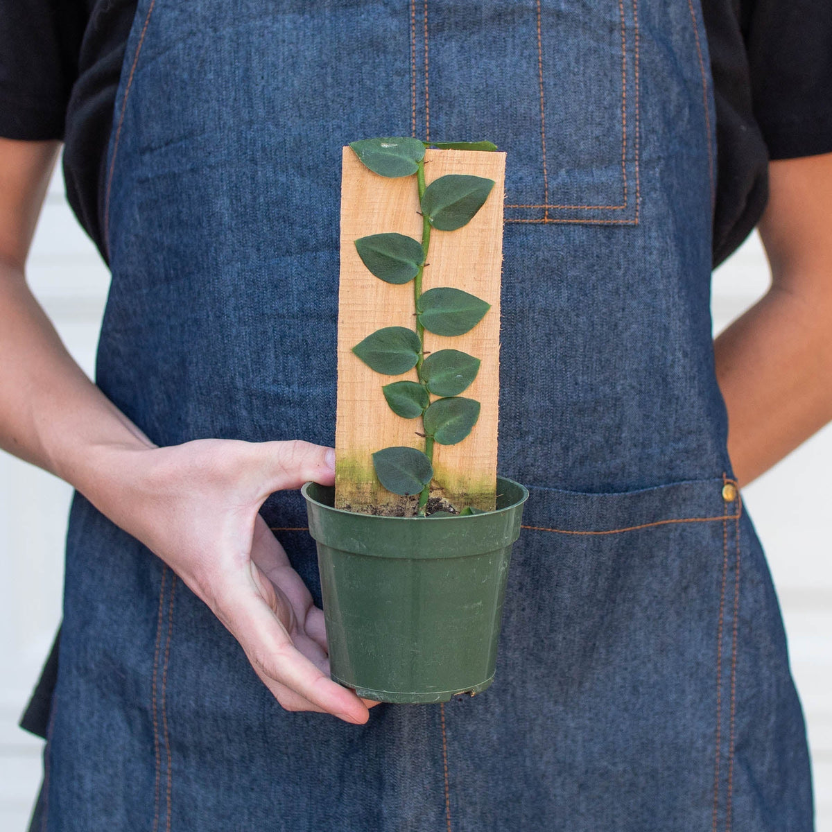 Rhaphidophora 'Hayi' (Shingle Plant) - BetterGrow Hydro