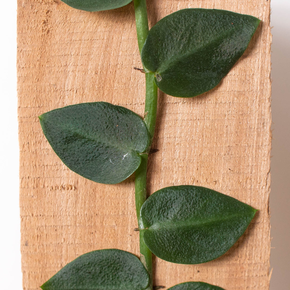 Rhaphidophora 'Hayi' (Shingle Plant) - BetterGrow Hydro