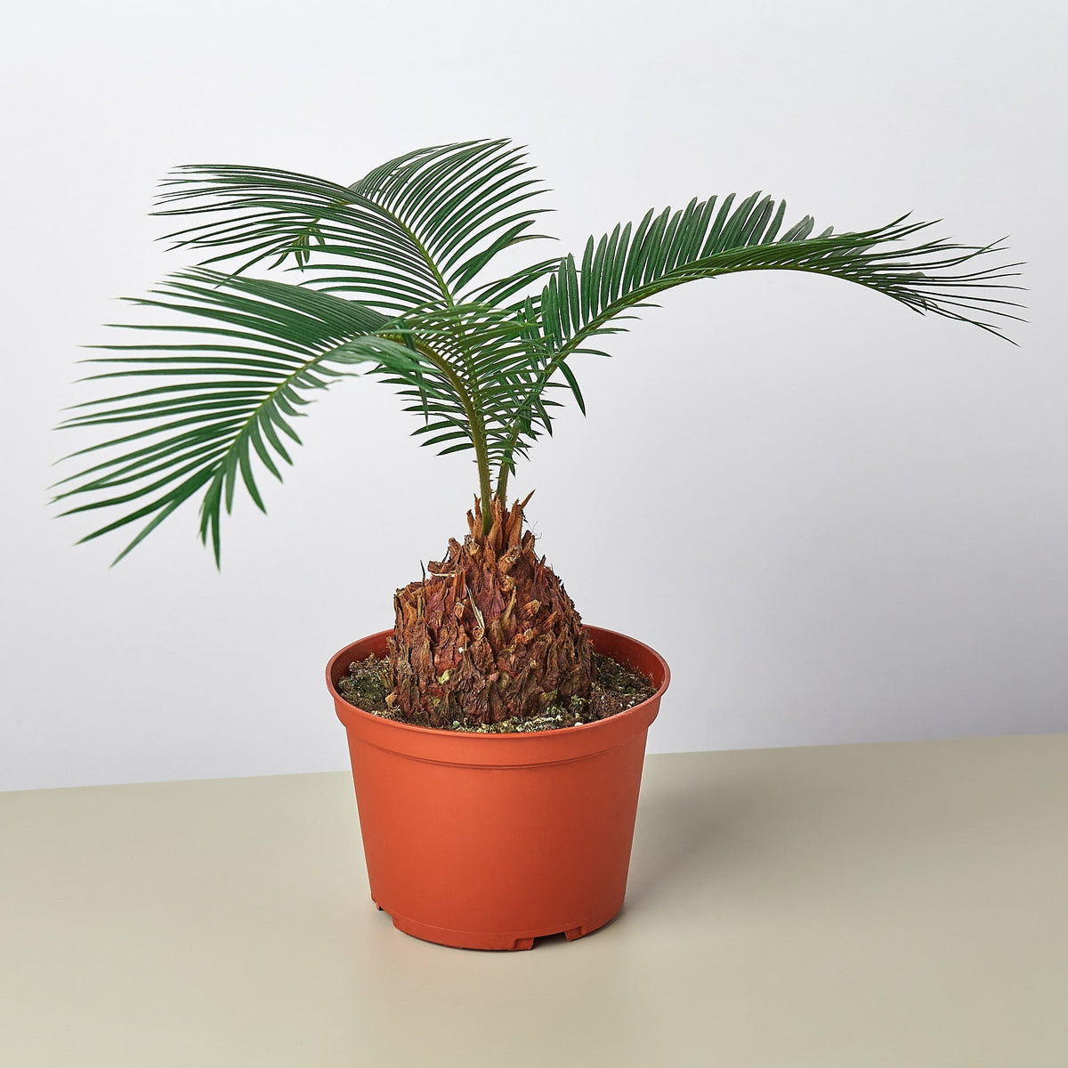 Sago Palm - BetterGrow Hydro