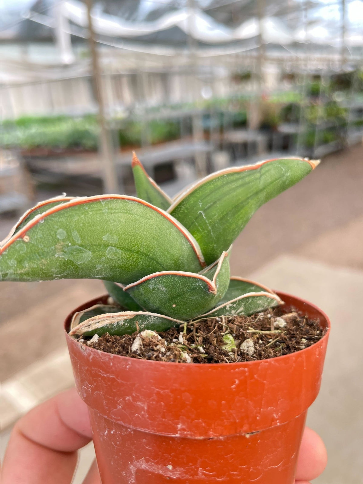 Sansevieria Samurai - 6" Pot - BetterGrow Hydro