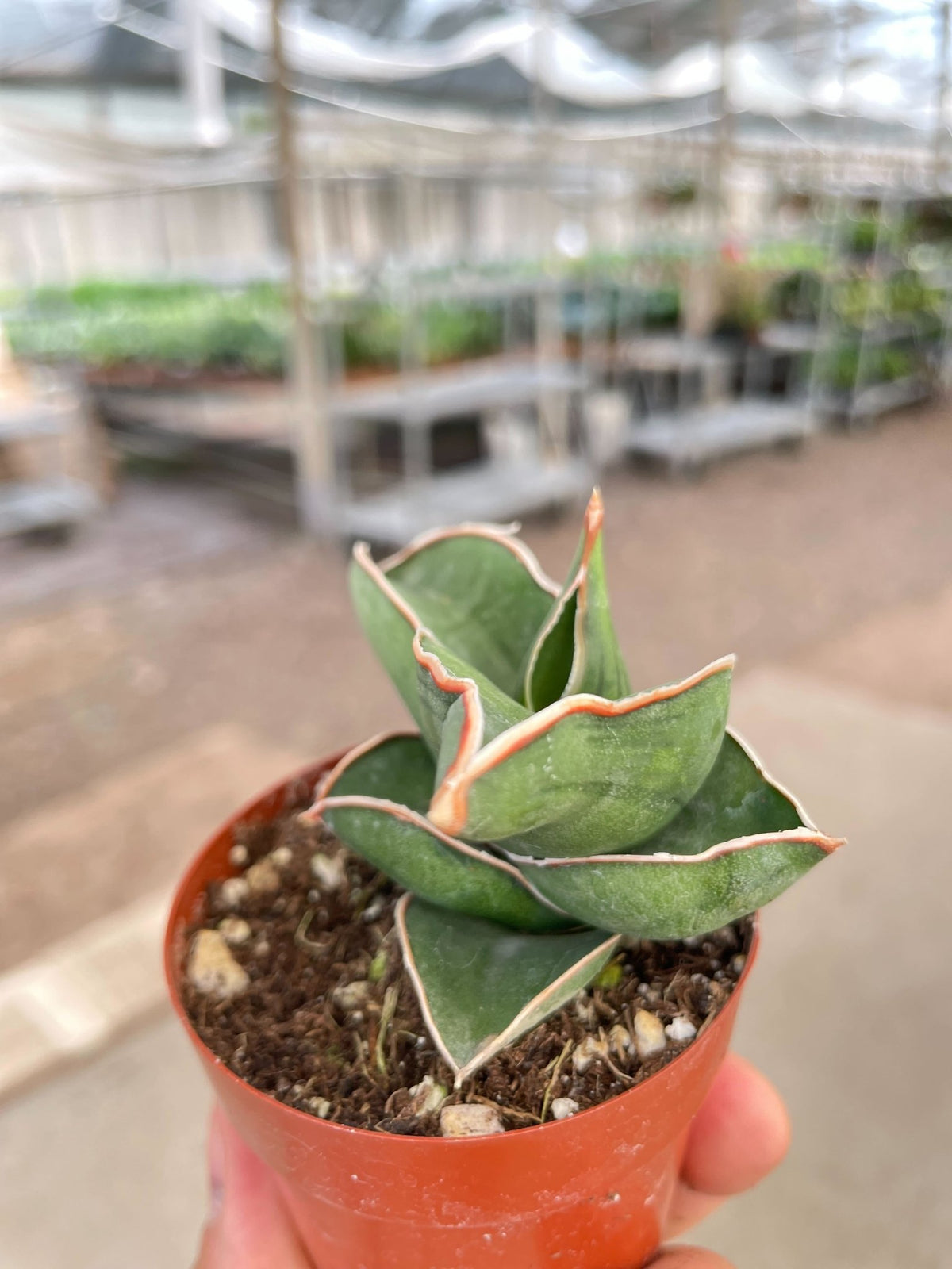 Sansevieria Samurai - 6" Pot - BetterGrow Hydro