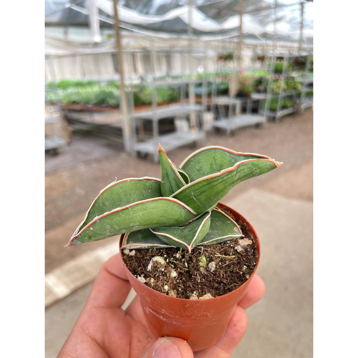 Sansevieria Samurai - 6" Pot - BetterGrow Hydro