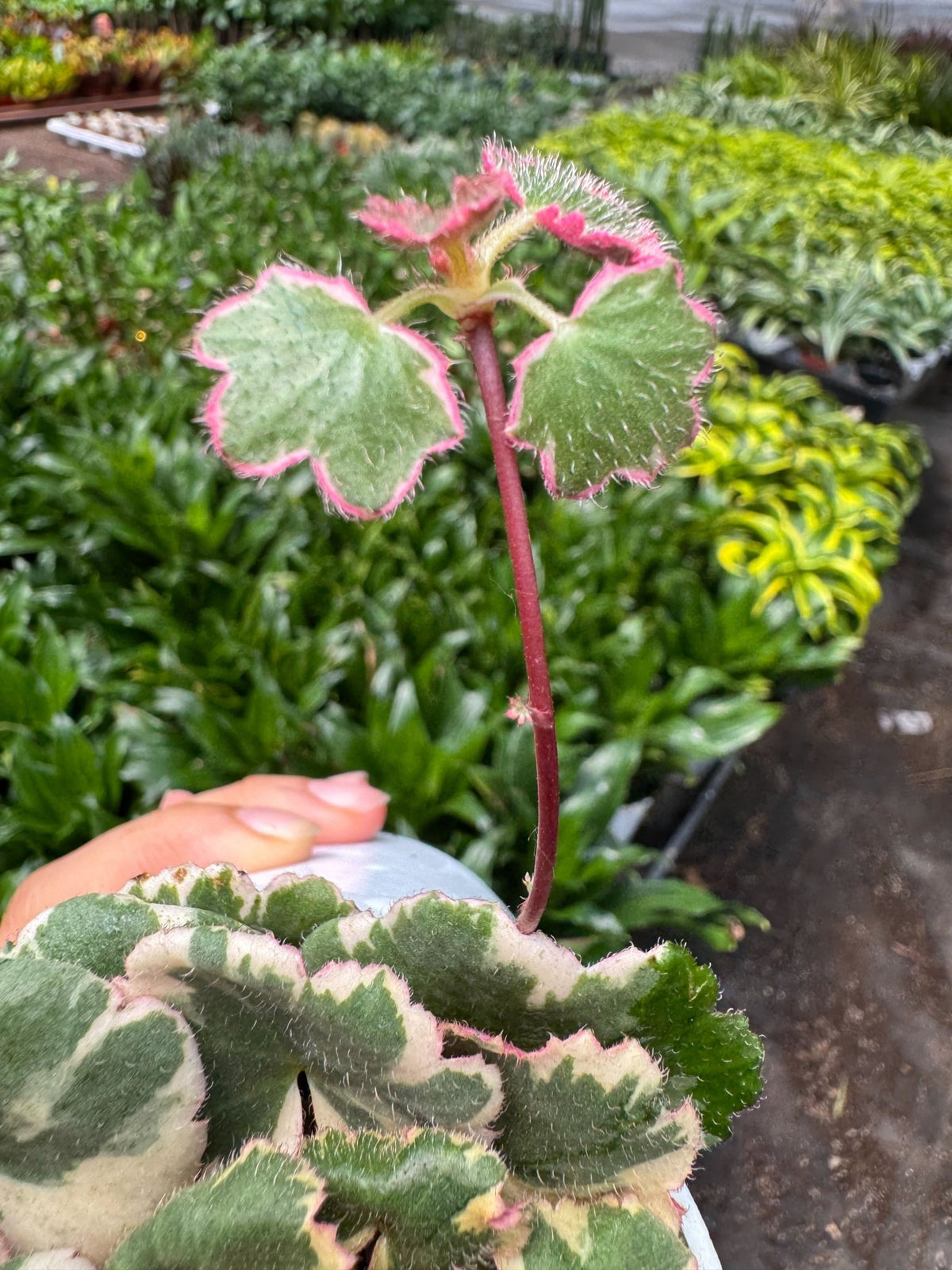 Saxifraga Tricolor - BetterGrow Hydro