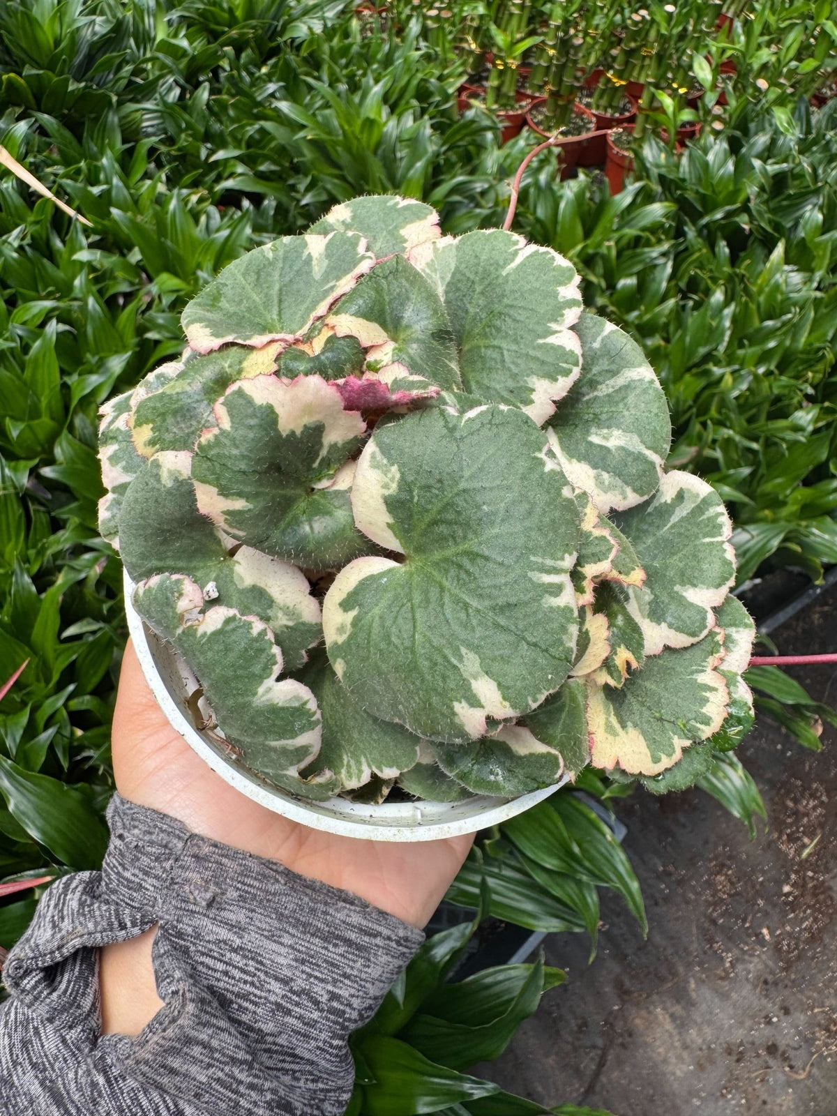 Saxifraga Tricolor - BetterGrow Hydro
