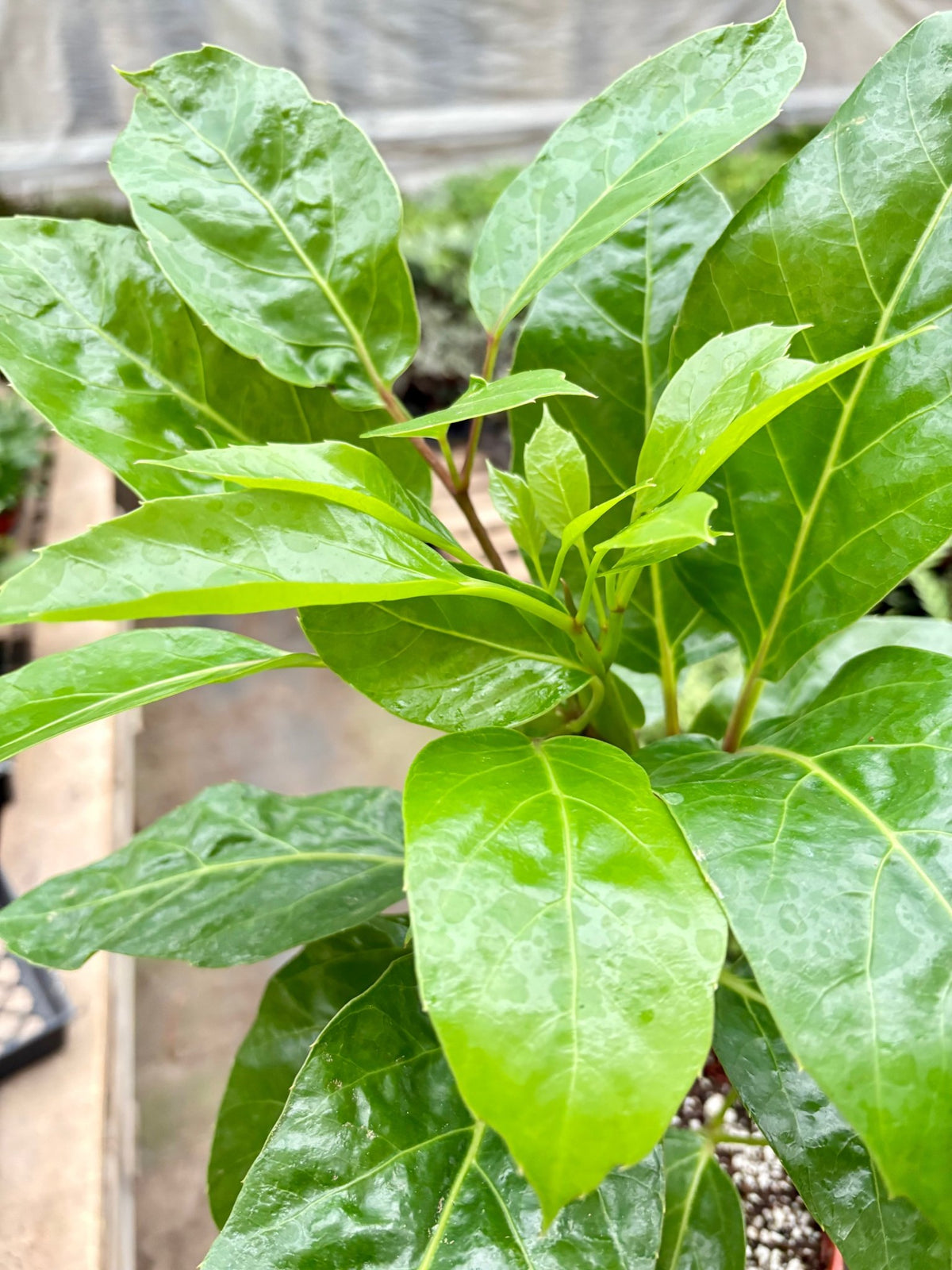 Schefflera Actinophylla - BetterGrow Hydro