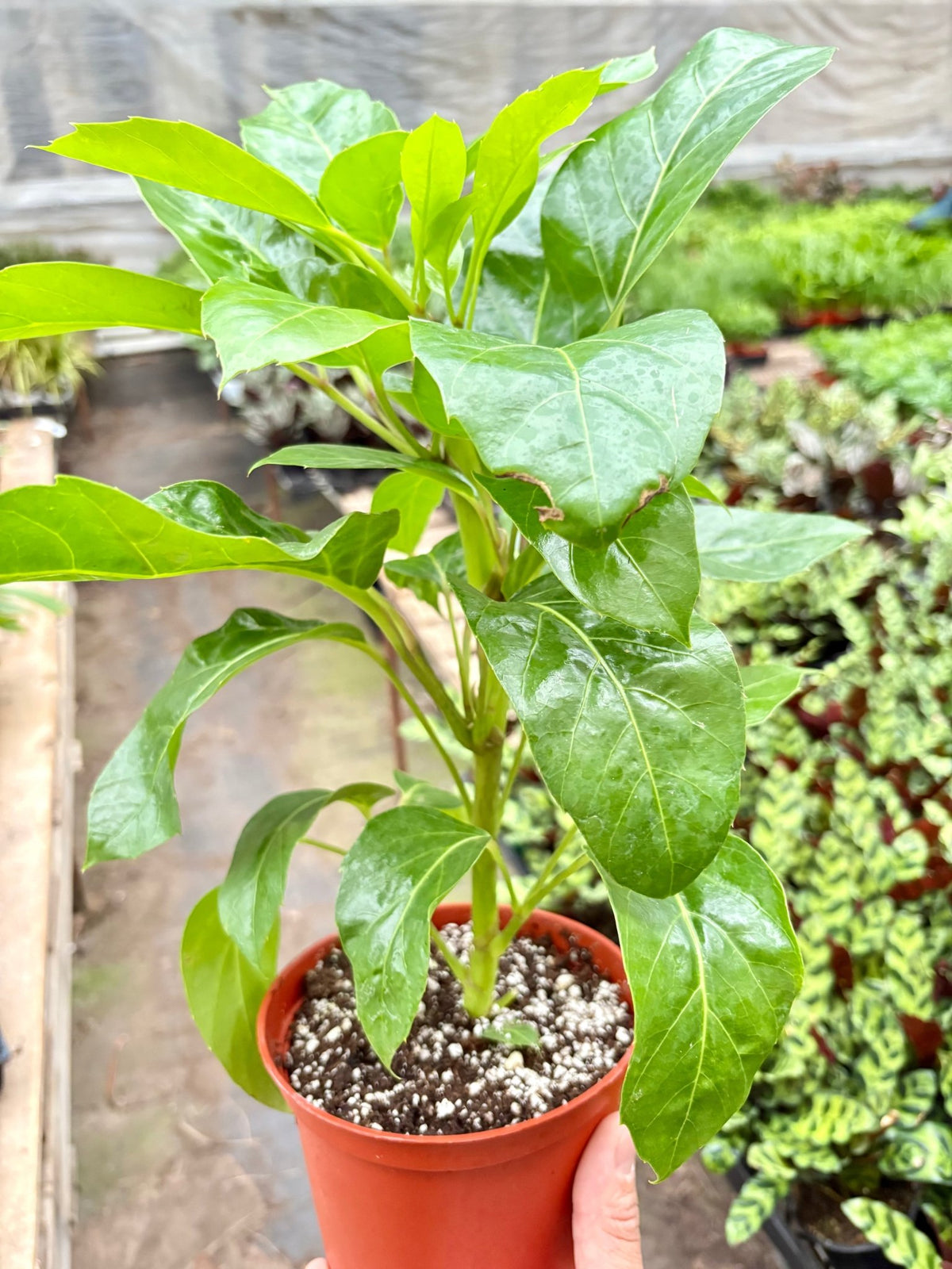 Schefflera Actinophylla - BetterGrow Hydro