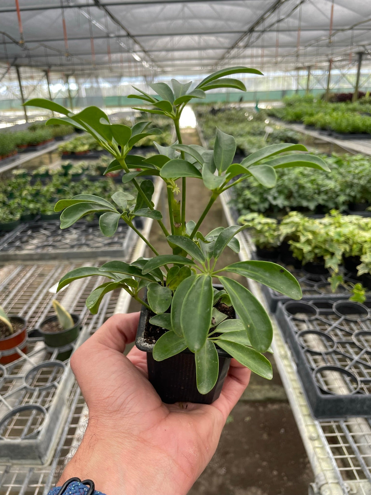 Schefflera Arboricola - BetterGrow Hydro