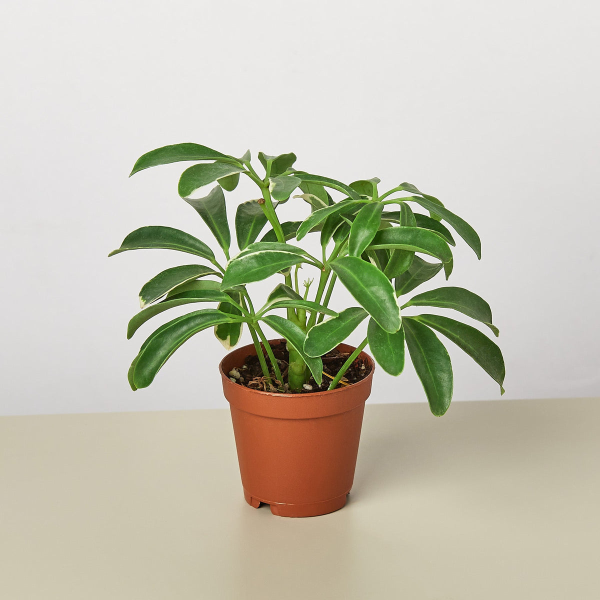 Schefflera Arboricola - BetterGrow Hydro