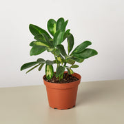Schefflera 'Variegated' - BetterGrow Hydro