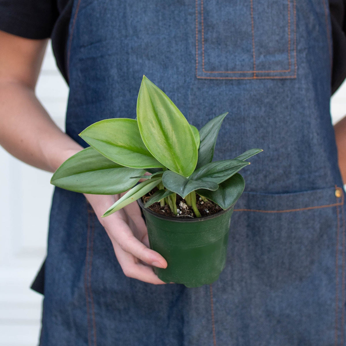 Scindapsus 'Moonlight' - BetterGrow Hydro