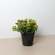 Sedum Little Miss Sunshine - BetterGrow Hydro