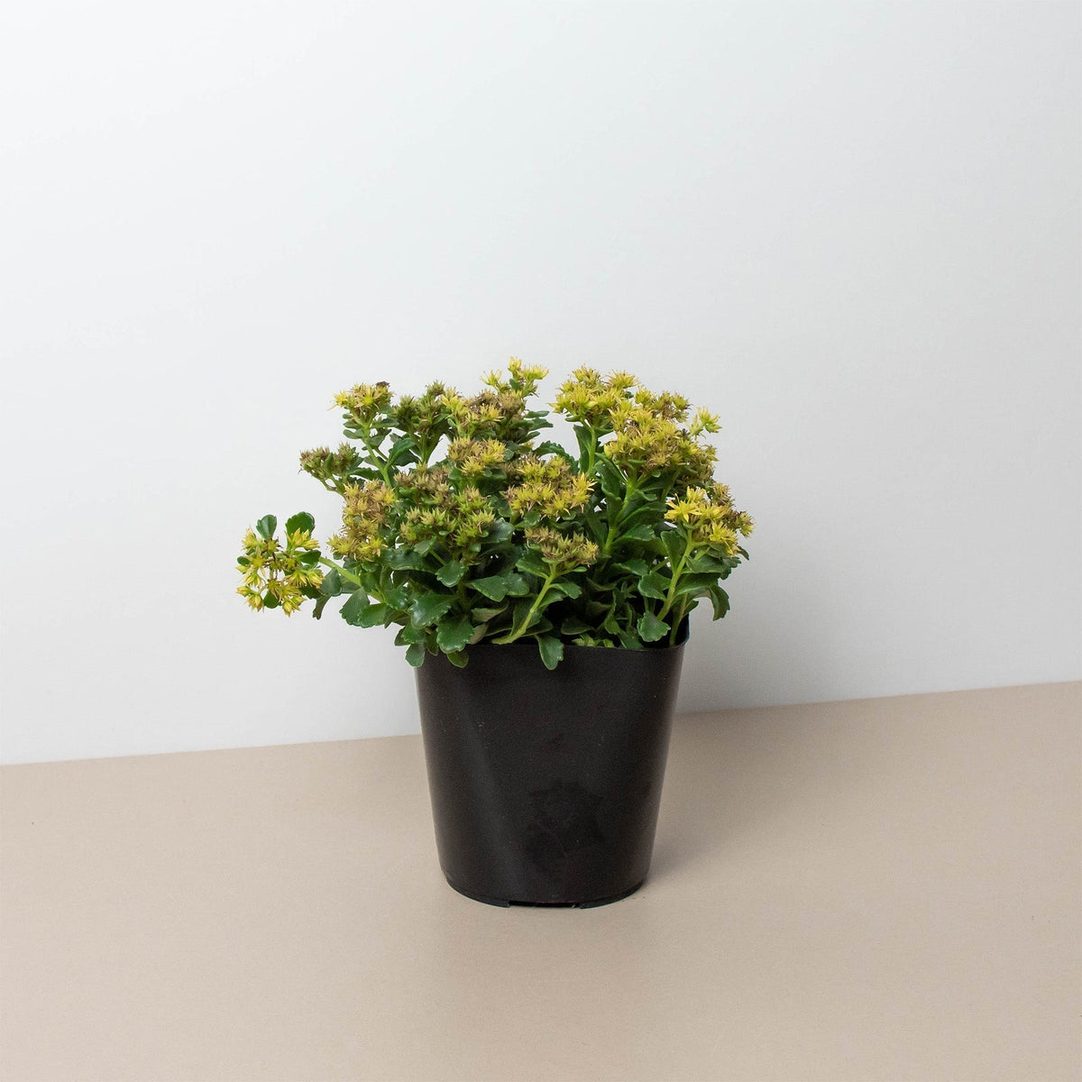 Sedum Little Miss Sunshine - BetterGrow Hydro