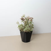 Sedum Tricolor - BetterGrow Hydro