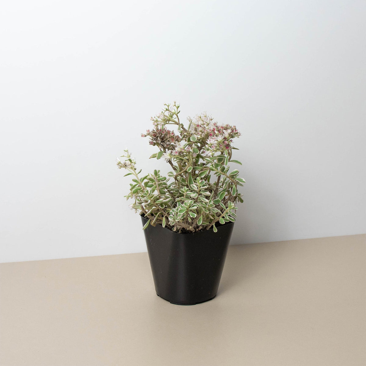 Sedum Tricolor - BetterGrow Hydro