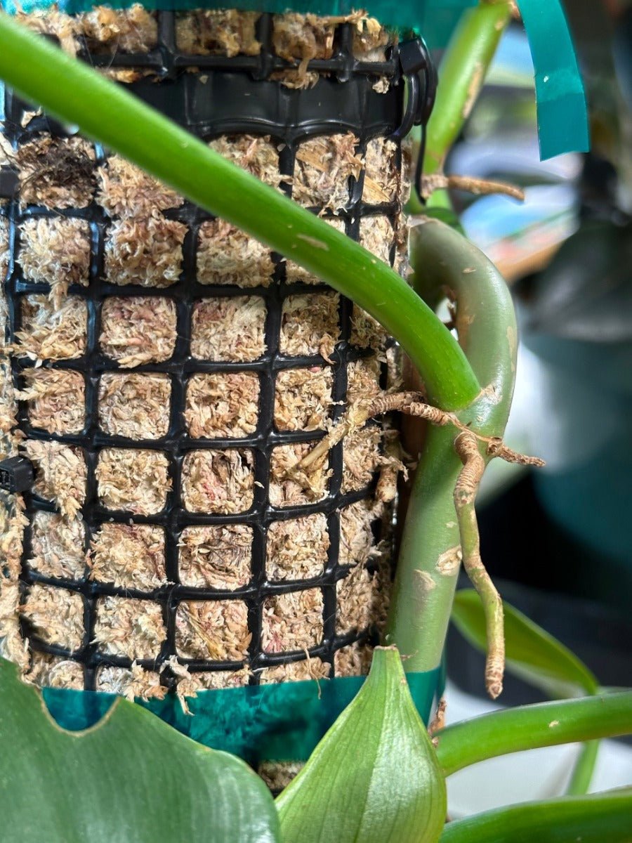 Self Watering Moss Pole with Aroid Mix and Stabilizing Base - BetterGrow Hydro
