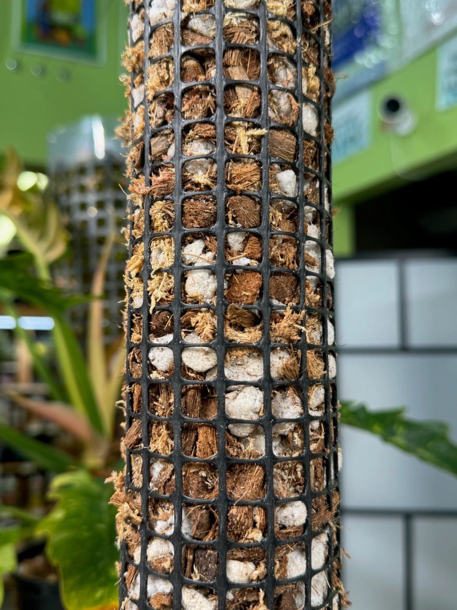Self Watering Moss Pole with Aroid Mix and Stabilizing Base - BetterGrow Hydro