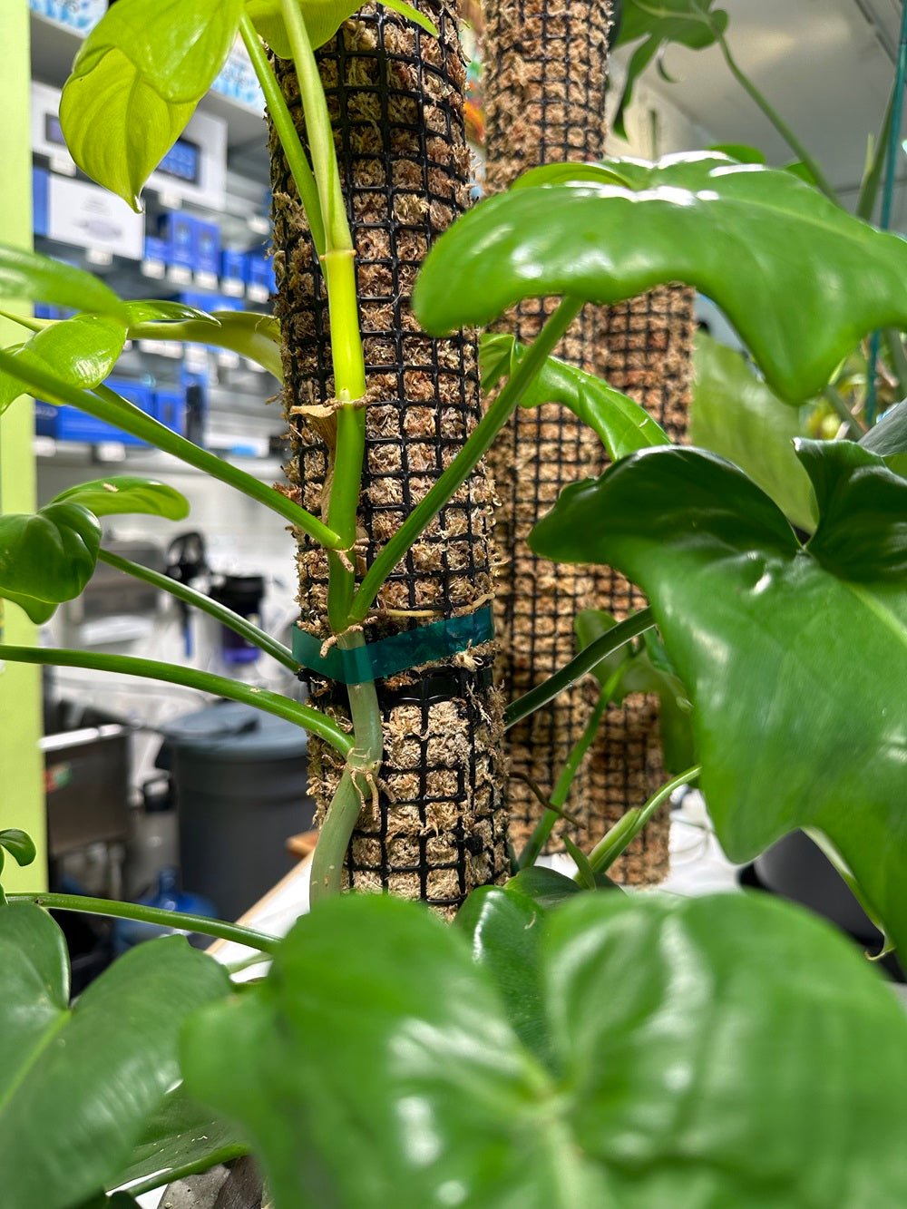 Self Watering Moss Pole with Stabilizing Base - BetterGrow Hydro