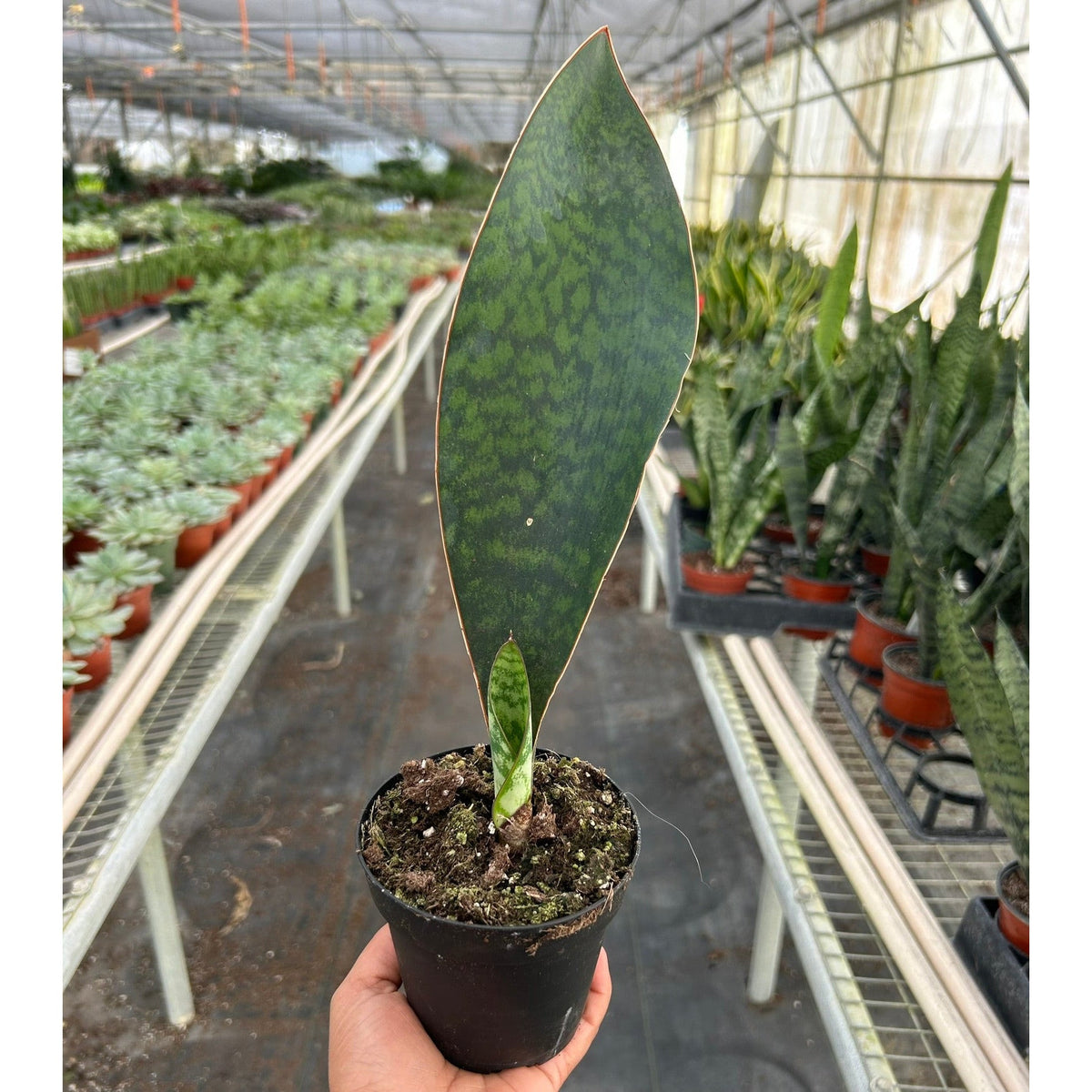 Shark Fin Snake Plant - BetterGrow Hydro
