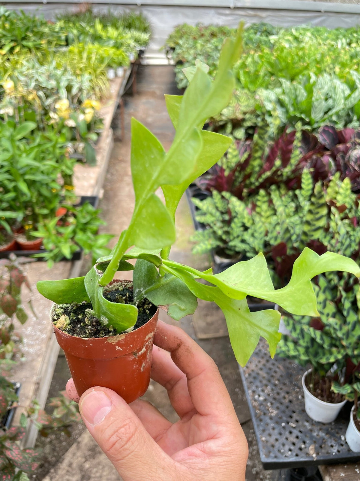 Shark Tooth Orchid Cactus - BetterGrow Hydro