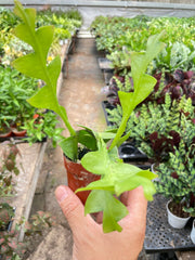 Shark Tooth Orchid Cactus - BetterGrow Hydro