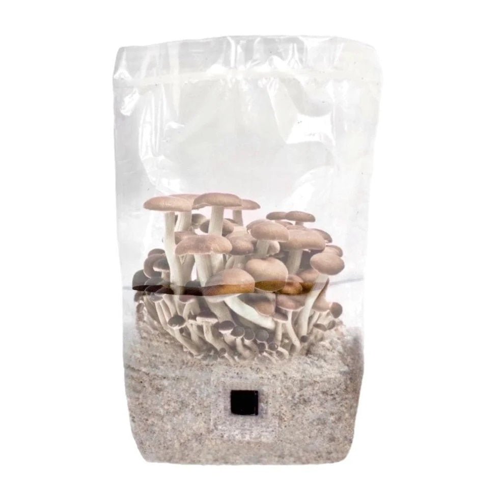 ShroomTek + Spore Boostr All - In - One Mushroom Grow Bag - BetterGrow Hydro