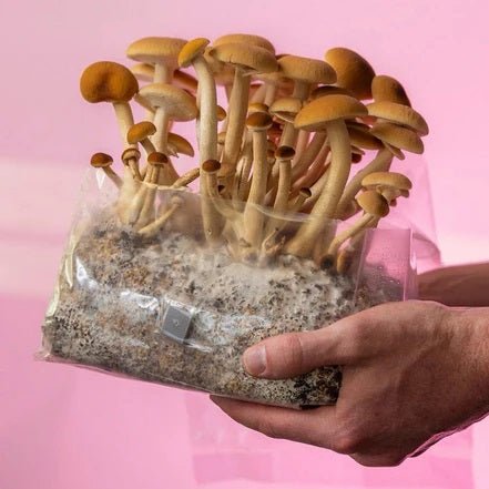 ShroomTek + Spore Boostr All - In - One Mushroom Grow Bag - BetterGrow Hydro