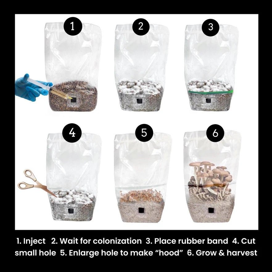 ShroomTek + Spore Boostr All - In - One Mushroom Grow Bag - BetterGrow Hydro