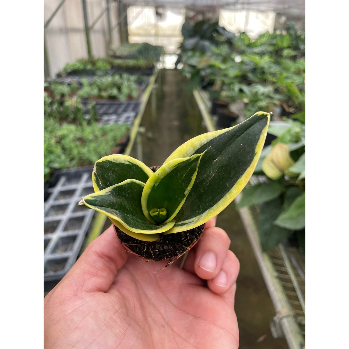 Snake Plant 'Black Gold' - BetterGrow Hydro