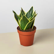 Snake Plant 'Black Gold' - BetterGrow Hydro