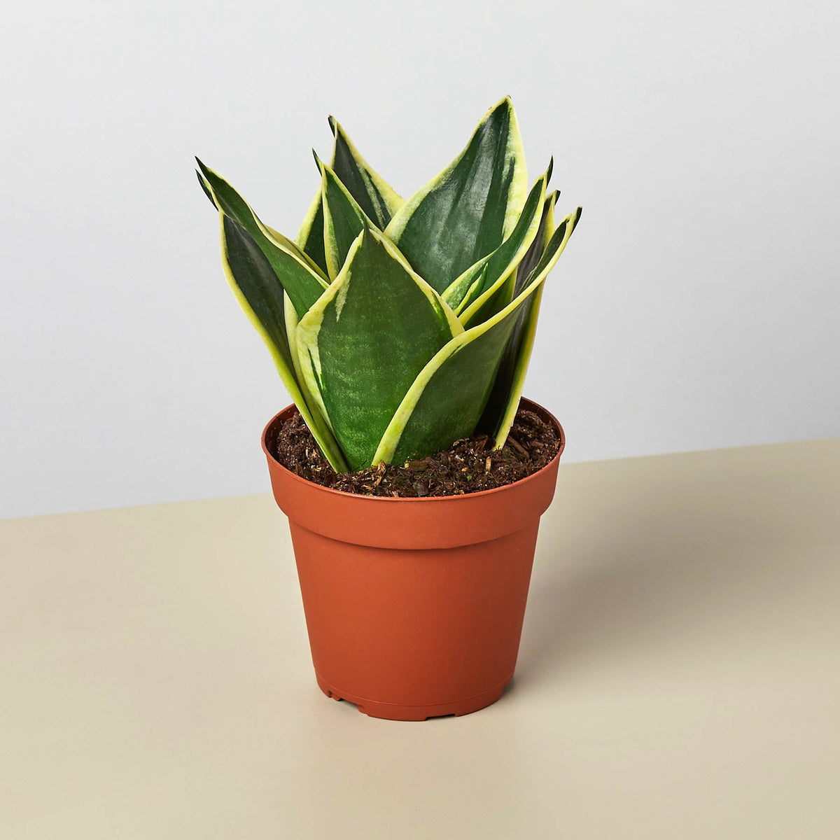 Snake Plant 'Black Gold' - BetterGrow Hydro