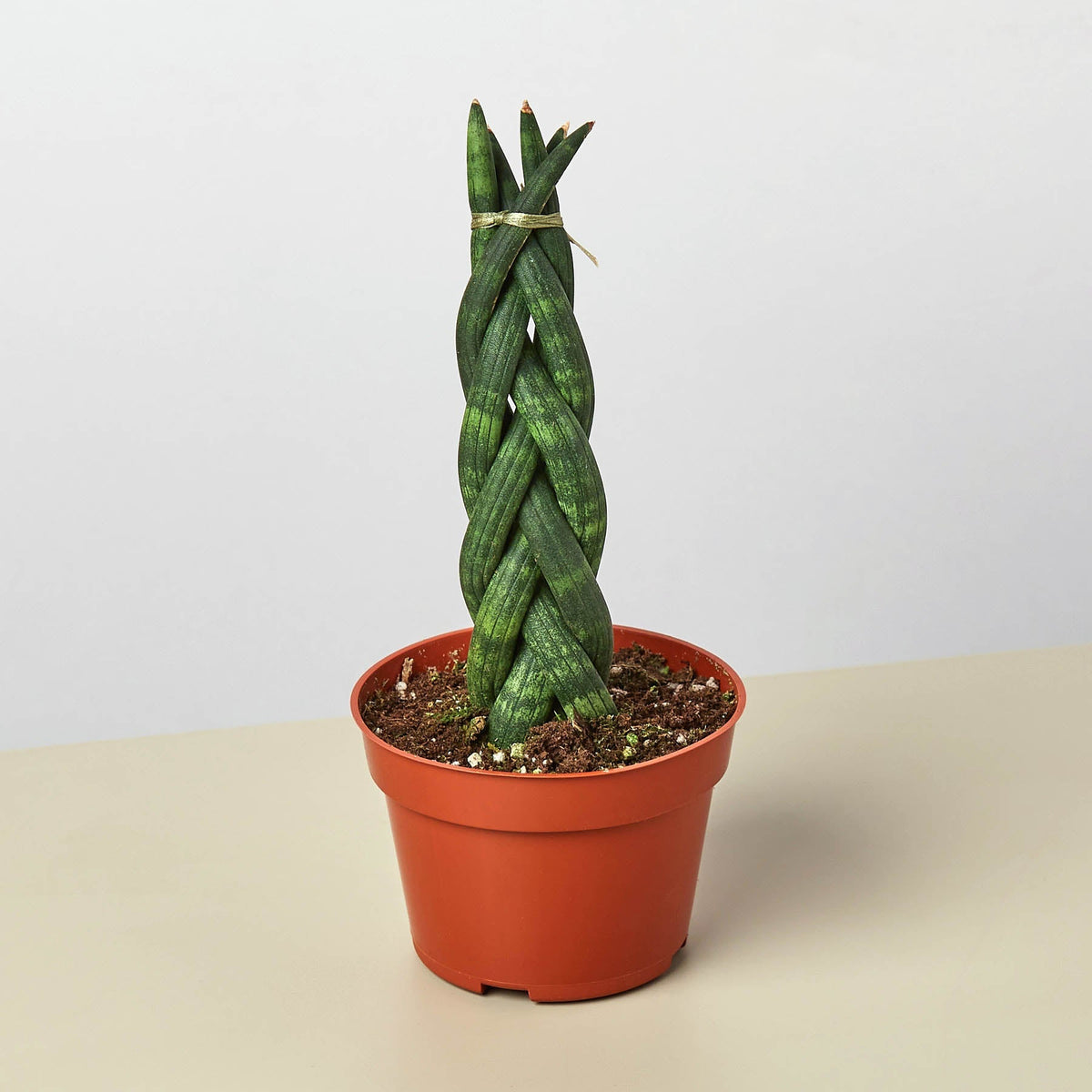 Snake Plant 'Braided' - BetterGrow Hydro