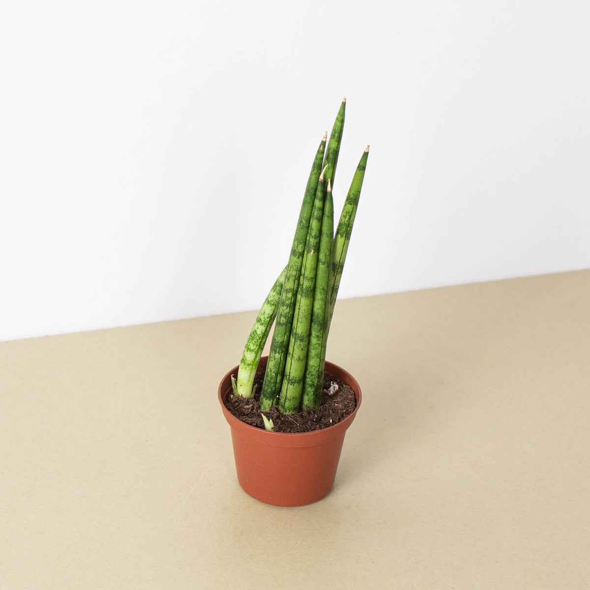 Snake Plant 'Cylindrica' - BetterGrow Hydro