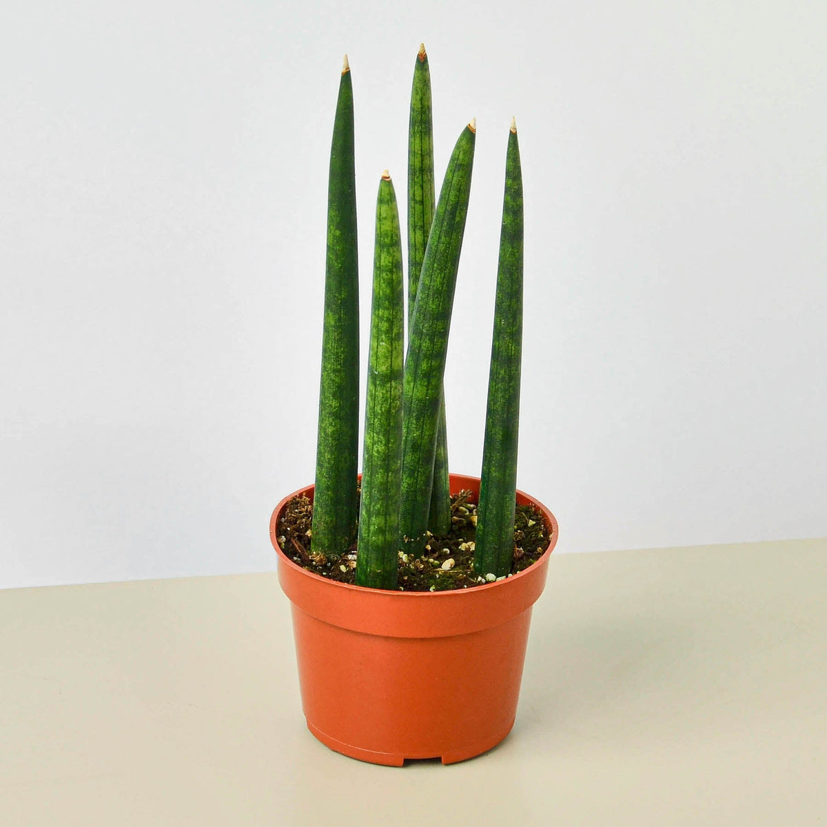 Snake Plant 'Cylindrica' - BetterGrow Hydro