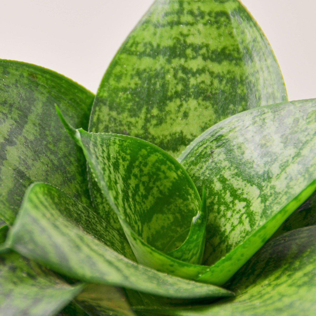 Snake Plant 'Forest Star' - BetterGrow Hydro