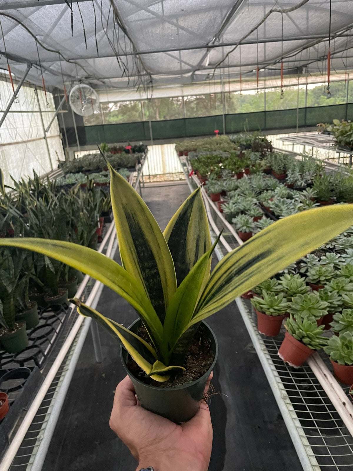 Snake Plant 'Gold Flame' - BetterGrow Hydro