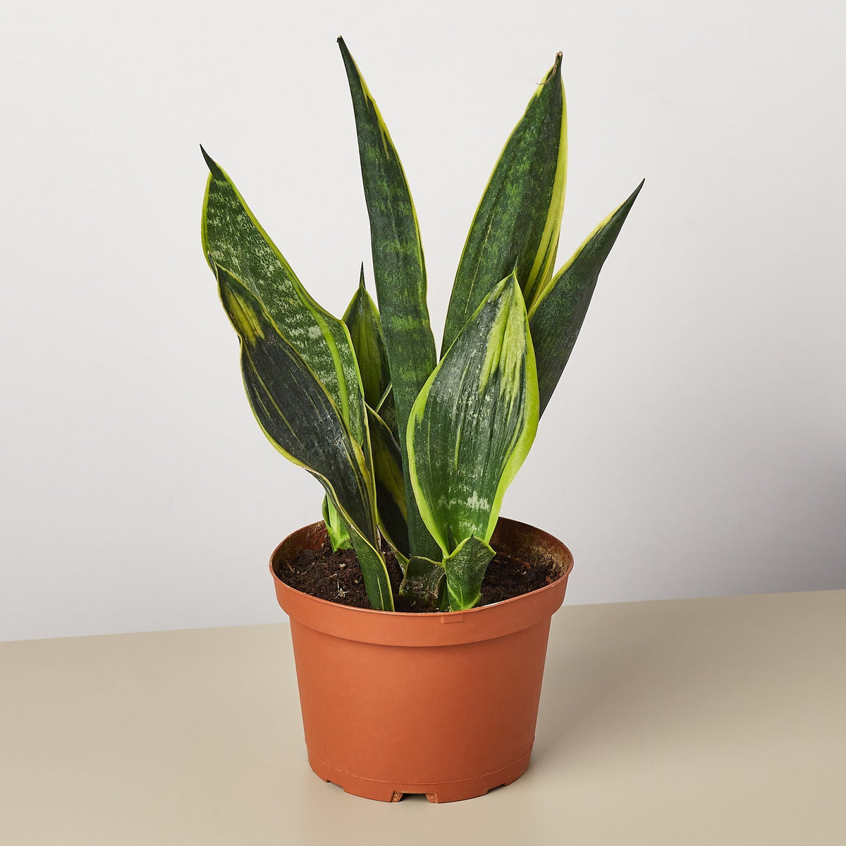 Snake Plant 'Gold Flame' - BetterGrow Hydro