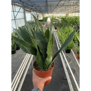 Snake Plant 'Jaboa' - BetterGrow Hydro