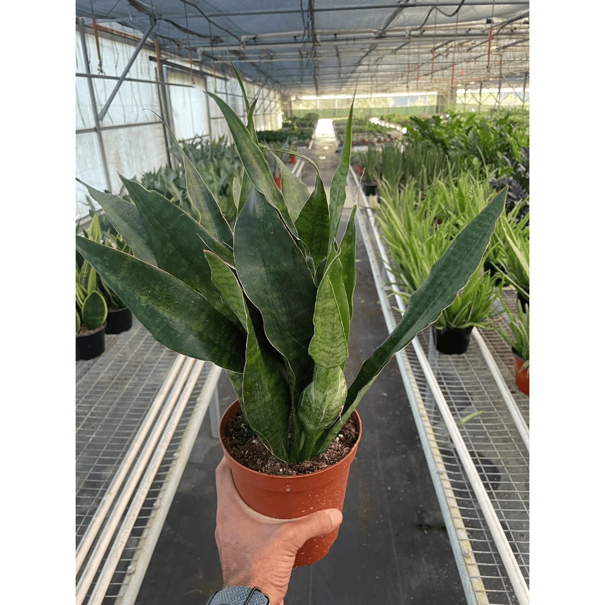 Snake Plant 'Jaboa' - BetterGrow Hydro