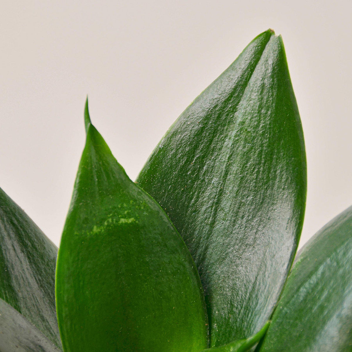 Snake Plant 'Jade' - BetterGrow Hydro